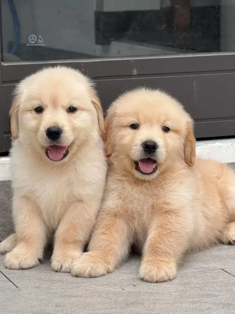 DIJUAL ANJING GOLDEN RETRIEVER