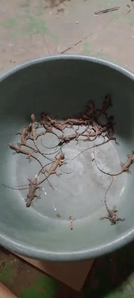 Draco volans atau cikiber per 10ekor