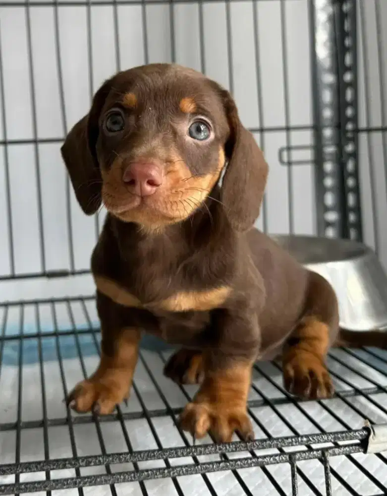 DIJUAL ANJING DACHSHUND