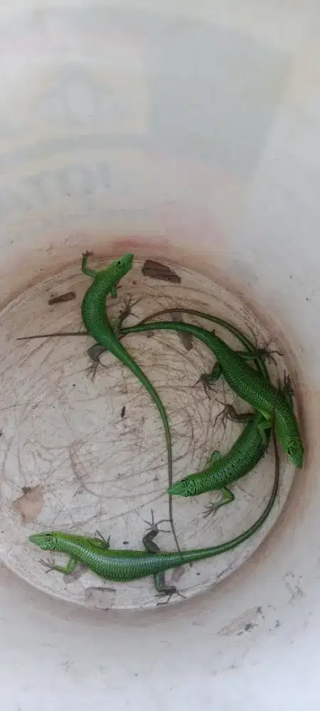 Emerled tree scink green sulewesi