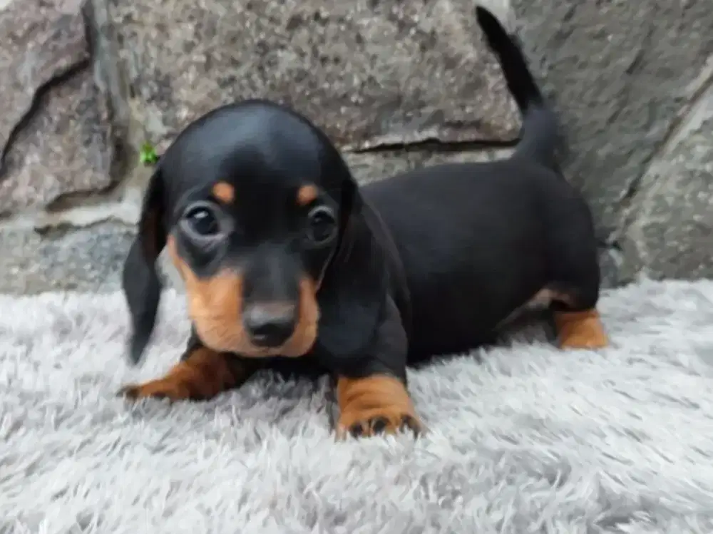 DIJUAL ANJING DACHSHUND