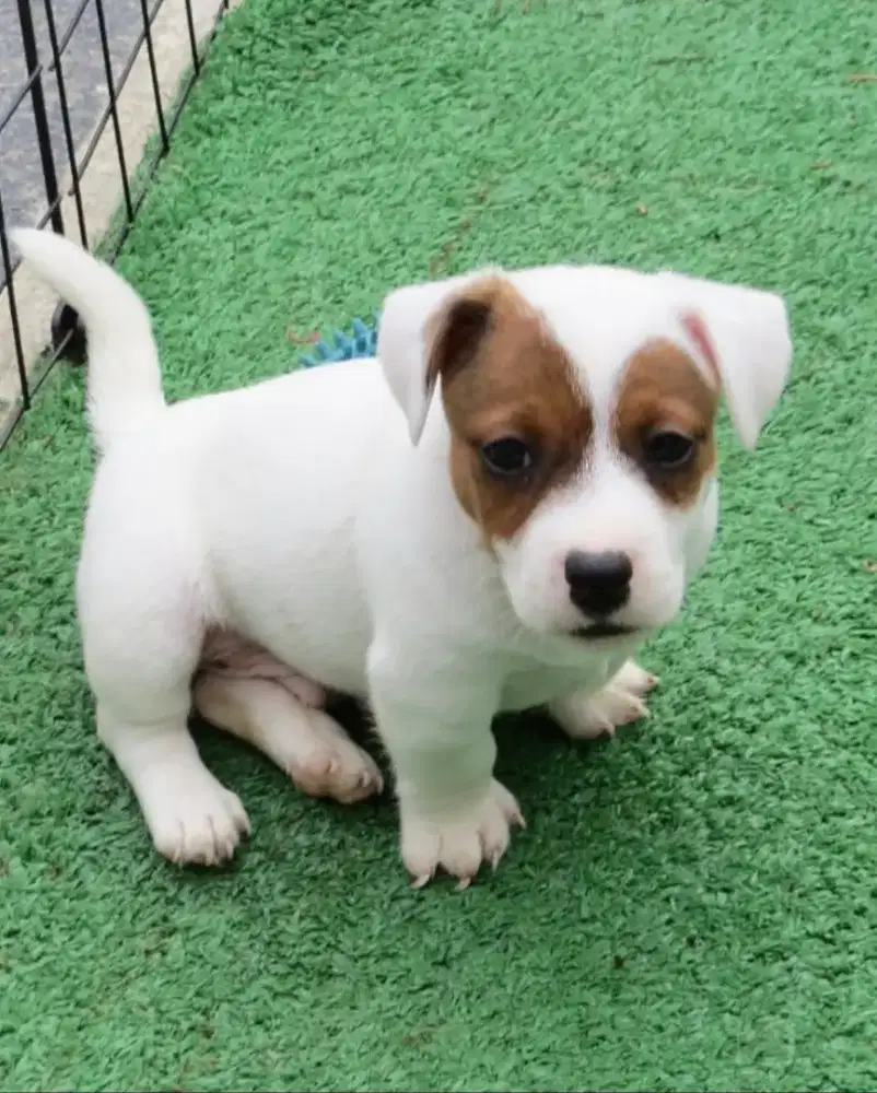 DIJUAL ANJING JACK RUSSELL TERRIER