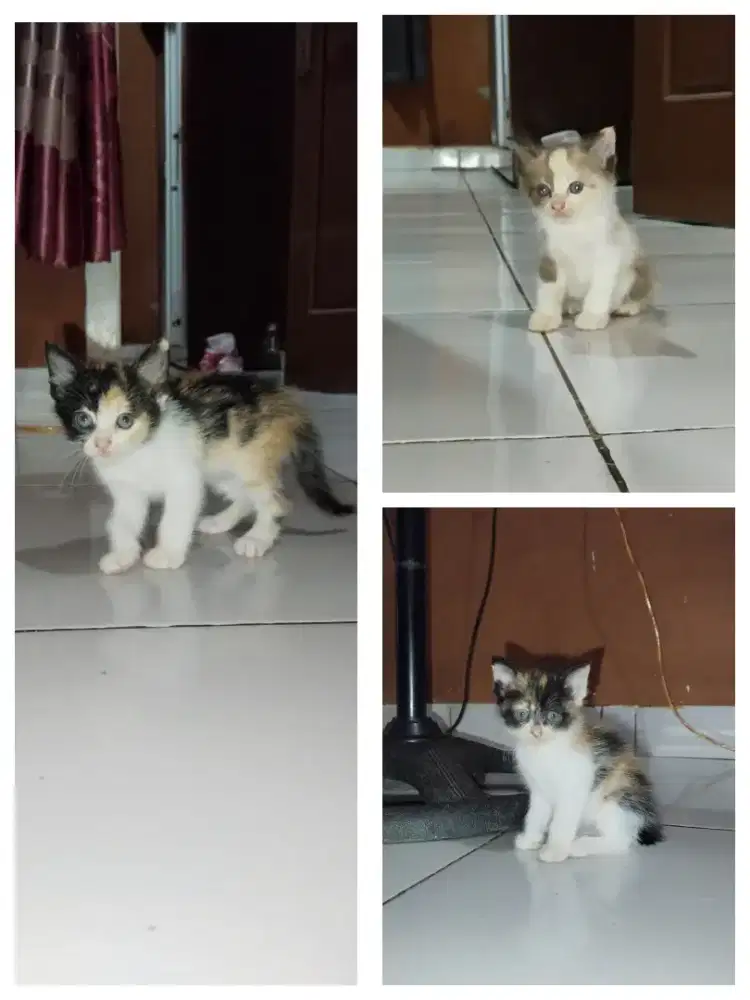 Anak kucing Persia