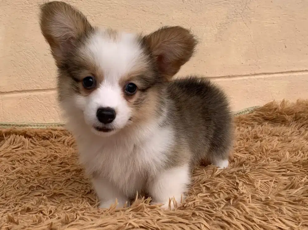 DIJUAL ANJING WELSH CORGI