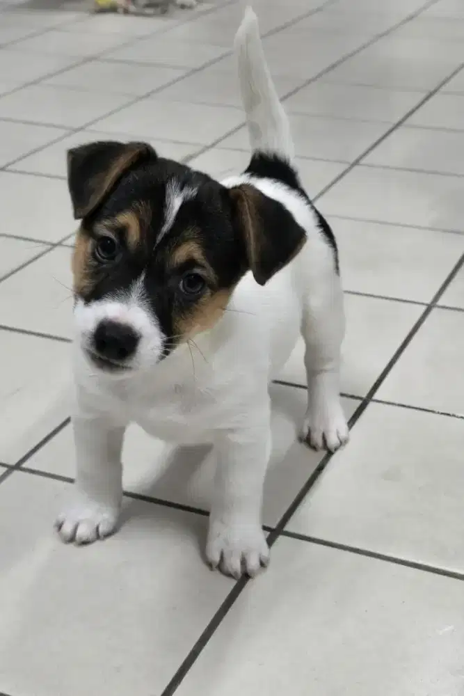 DIJUAL ANJING JACK RUSSELL TERRIER
