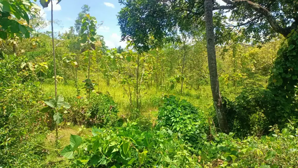 Di jual tanah tegalan lokasi dekat jalan raya