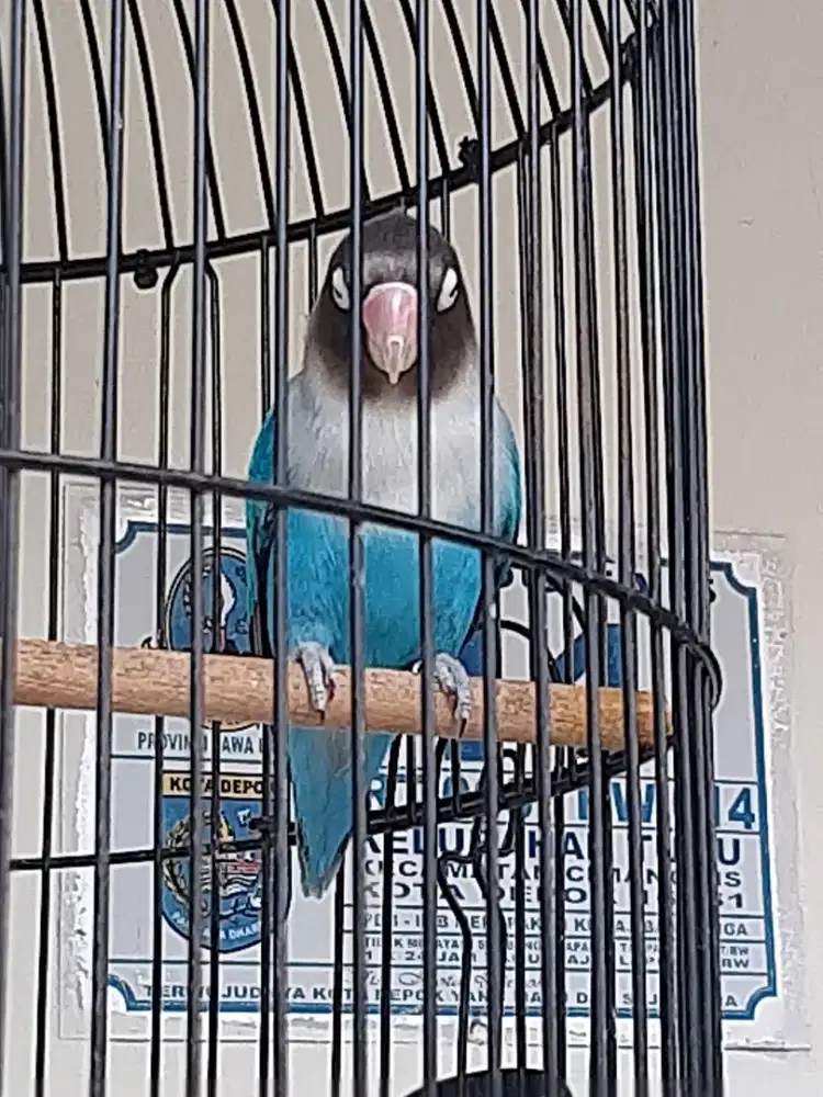 Love bird rajin pake ring