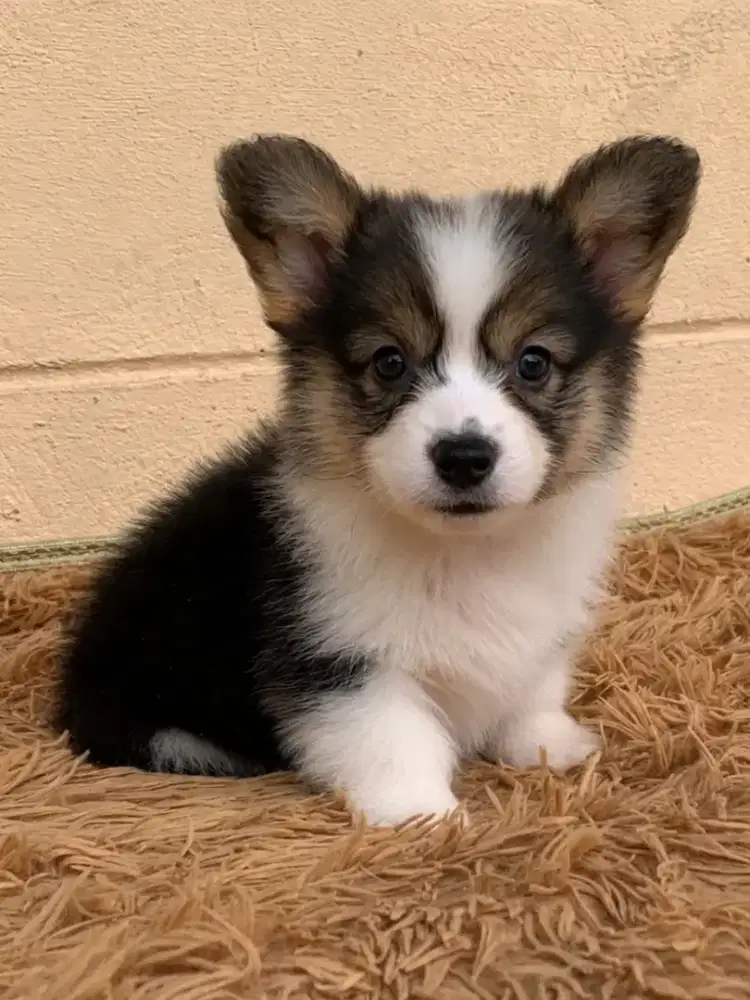 DIJUAL ANJING WELSH CORGI