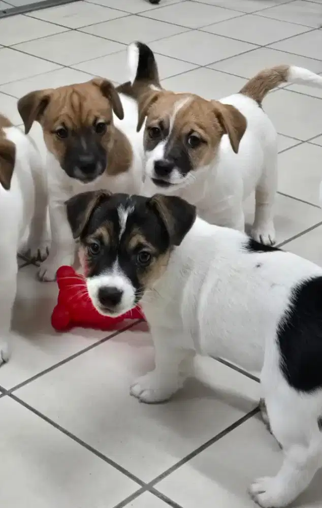DIJUAL ANJING JACK RUSSELL TERRIER