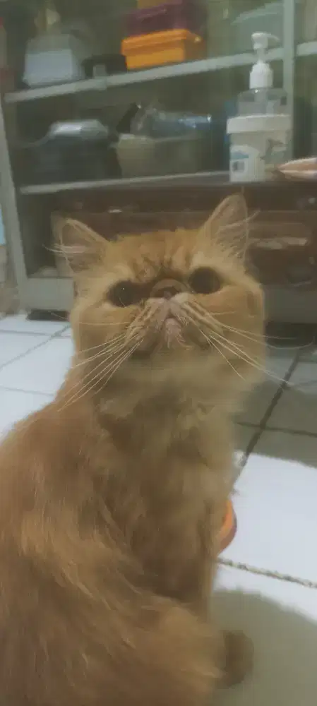 LEPAS ADOP persian flatnose
