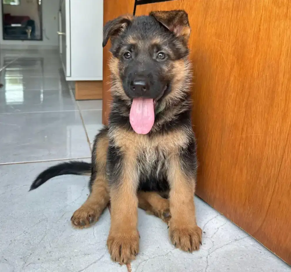 DIJUAL ANJING HERDER GSD
