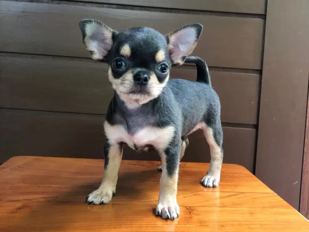 DIJUAL ANJING CHIHUAHUA