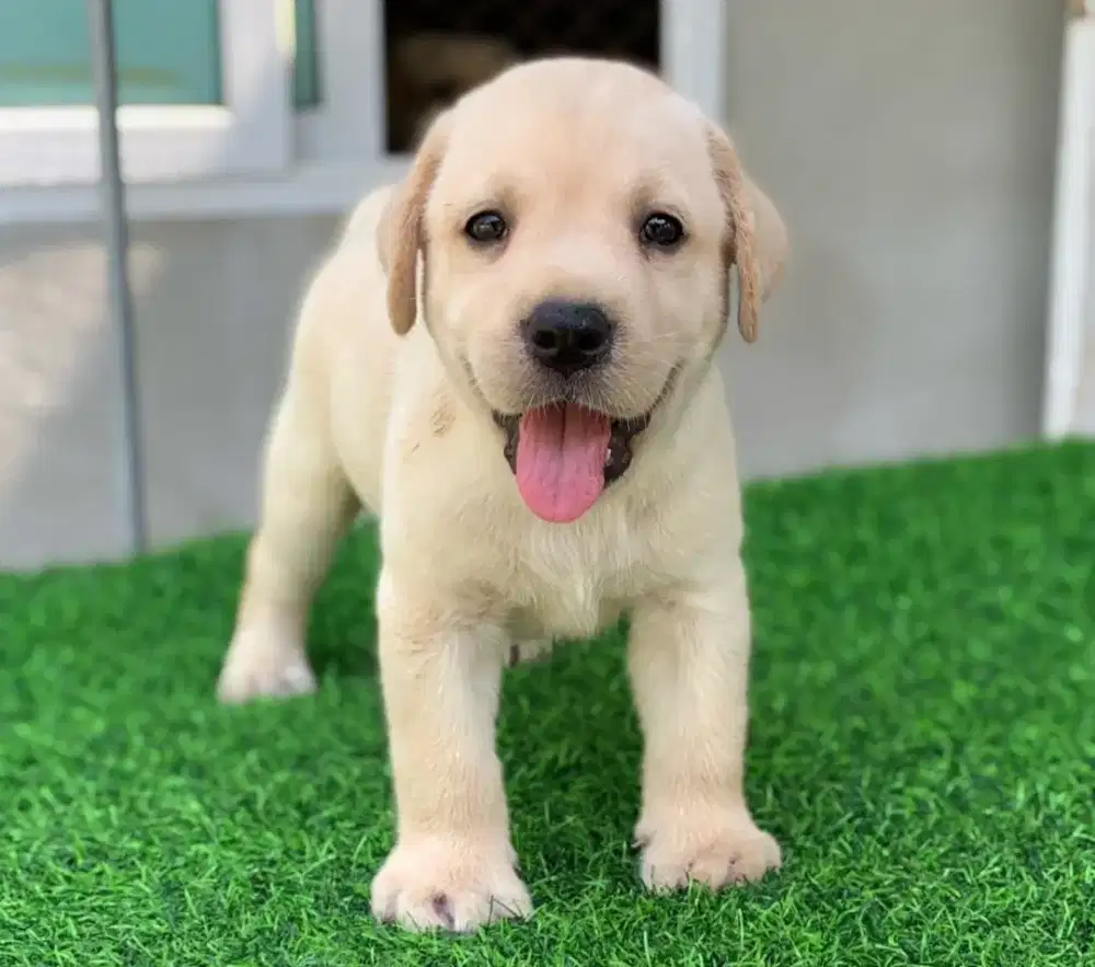 DIJUAL ANJING LABRADOR RETRIEVER