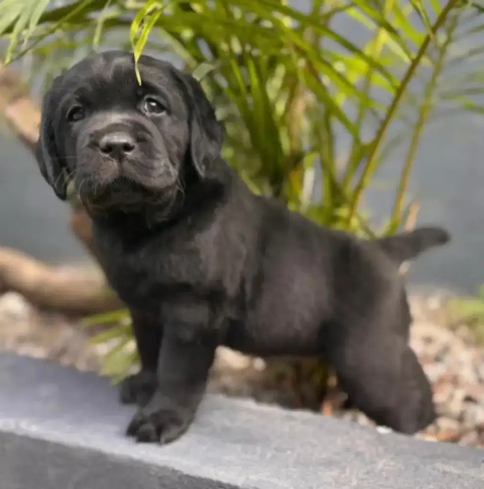 DIJUAL ANJING LABRADOR RETRIEVER