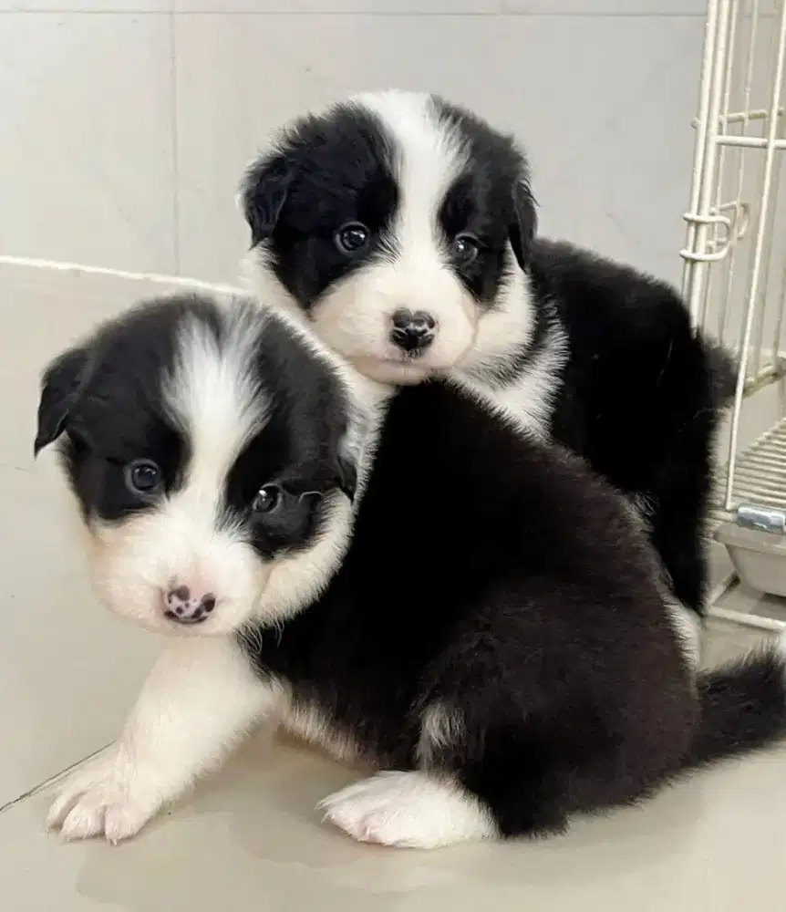 DIJUAL ANJING BORDER COLLIE