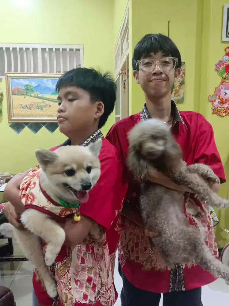 Red Poodle Betina