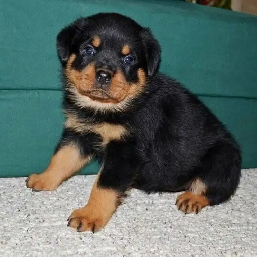 DIJUAL ANJING ROTTWEILER