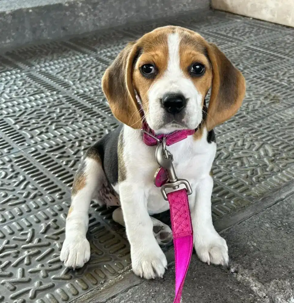 DIJUAL ANJING BEAGLE