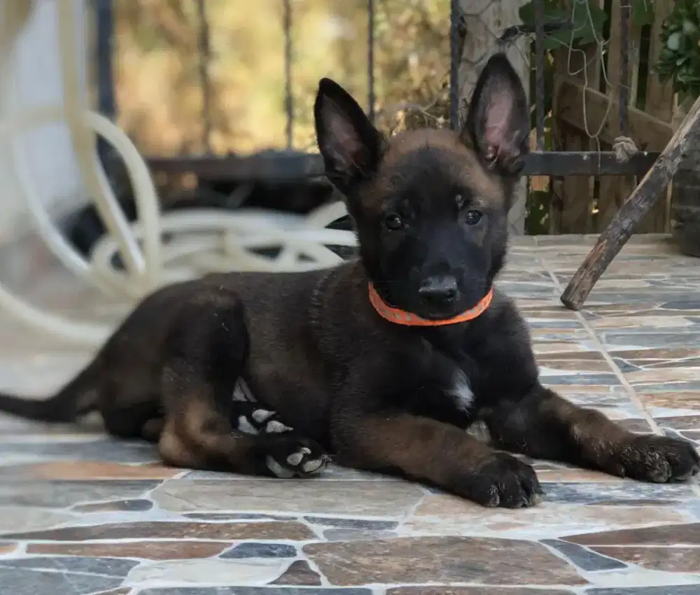 DIJUAL ANJING BELGIAN MALINOIS