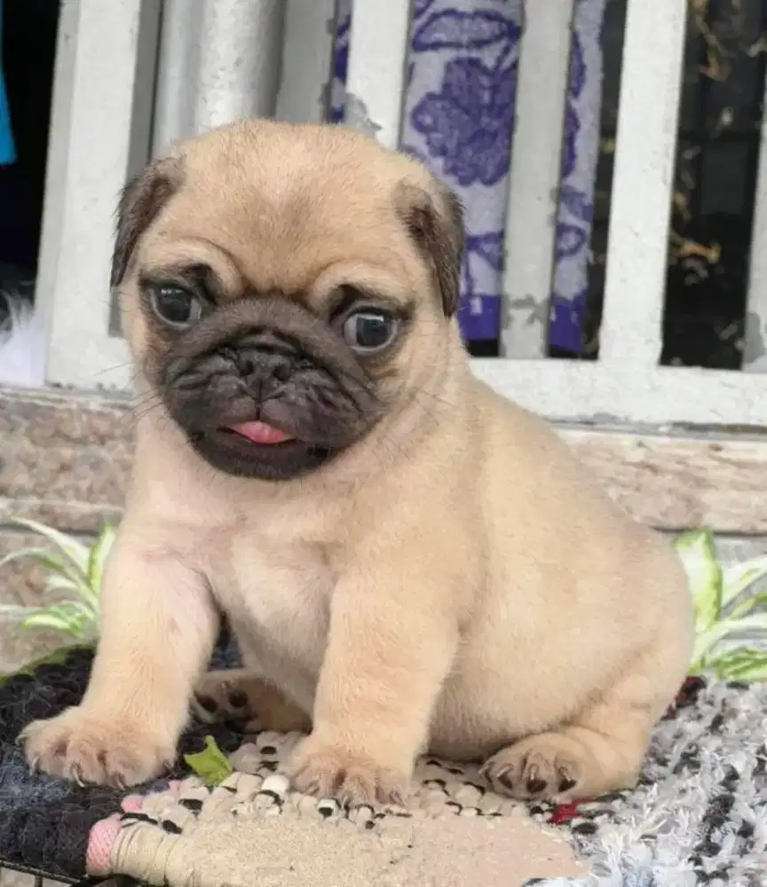 DIJUAL ANJING PUG