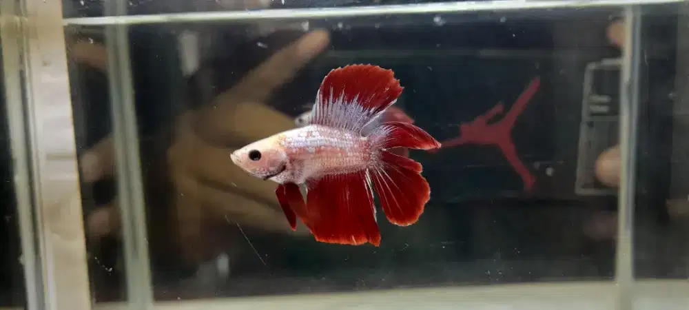 HMDT Red Dragon