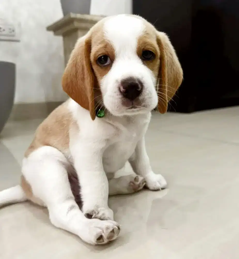 DIJUAL ANJING BEAGLE