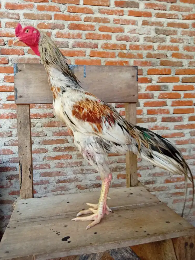 Ayam khoytrad jantan
