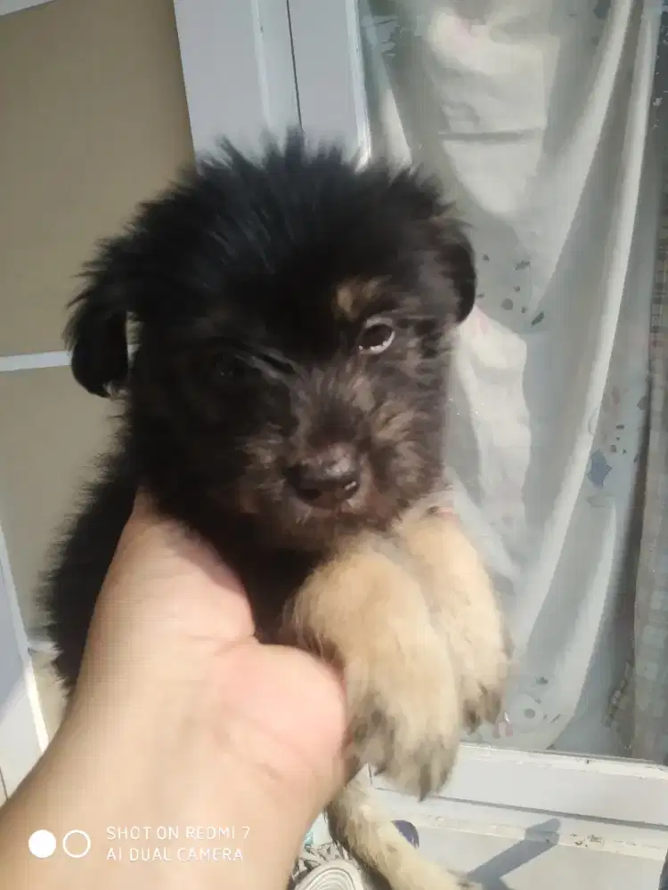 Dijual anjing betina hitam kintamani campuran