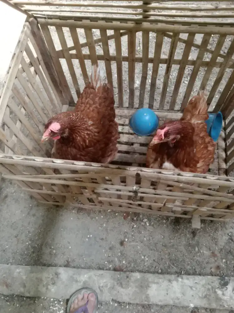 Jual ayam petelur