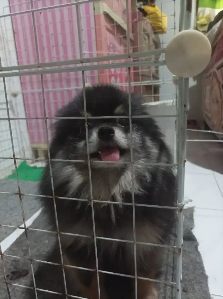 Minipom pomeranian blacktan