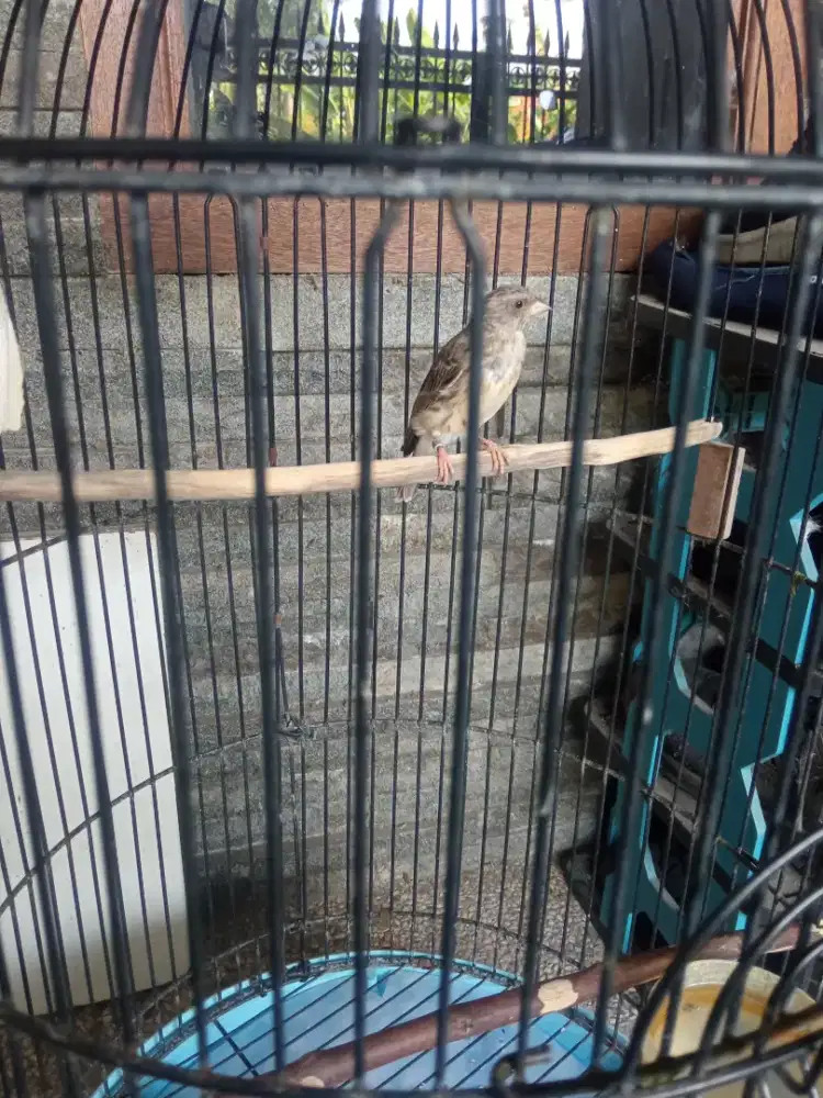 Burung sanger gacor