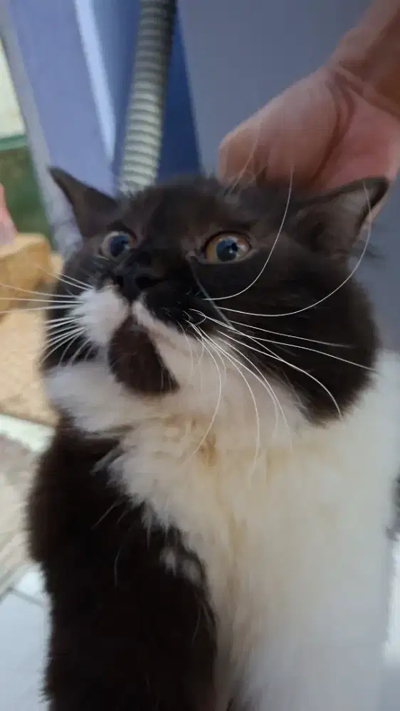 Open Adopsi Kucing Kitten