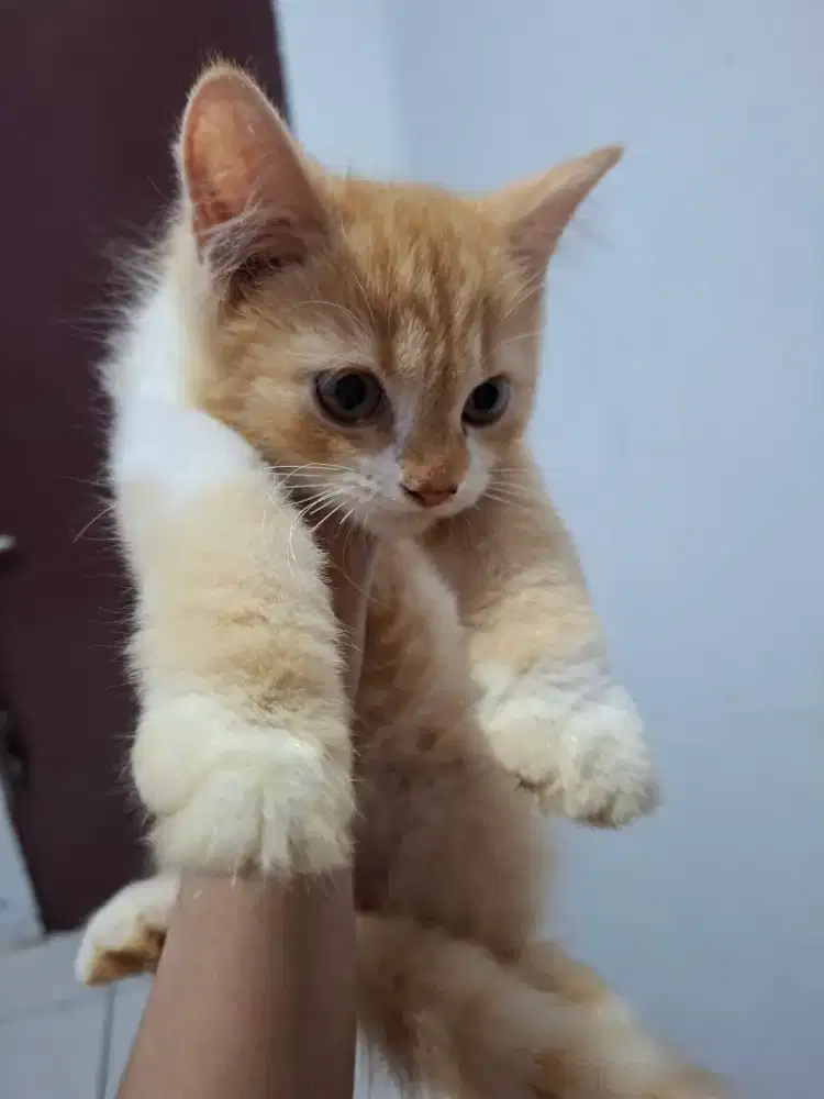 Anakan Kucing Ras