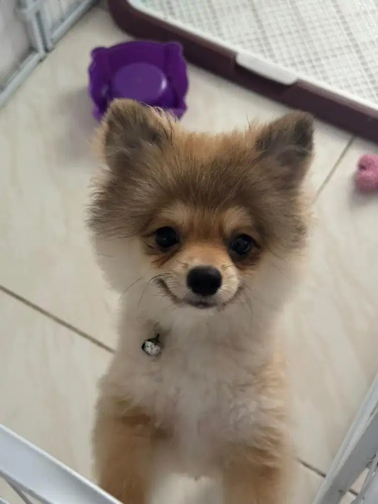 Anjing mini pom Jantan 4 bulan stambum IBC kecil bagus pintar