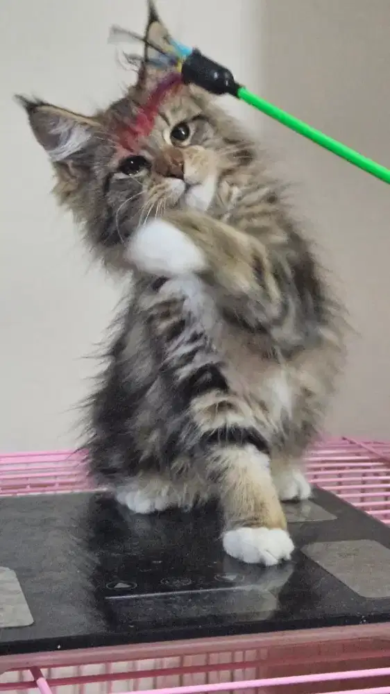 Kucing Mainecoon