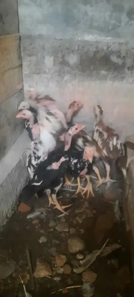 Anak ayam silangan shamo vs ekor lidi