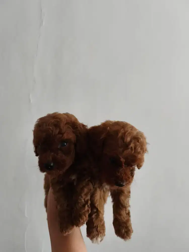 Toy poodle puppy