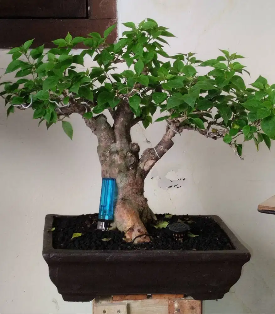 Koleksi Bonsai untuk teman ngopi
