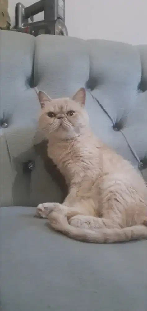 Kucing peaknose indukan