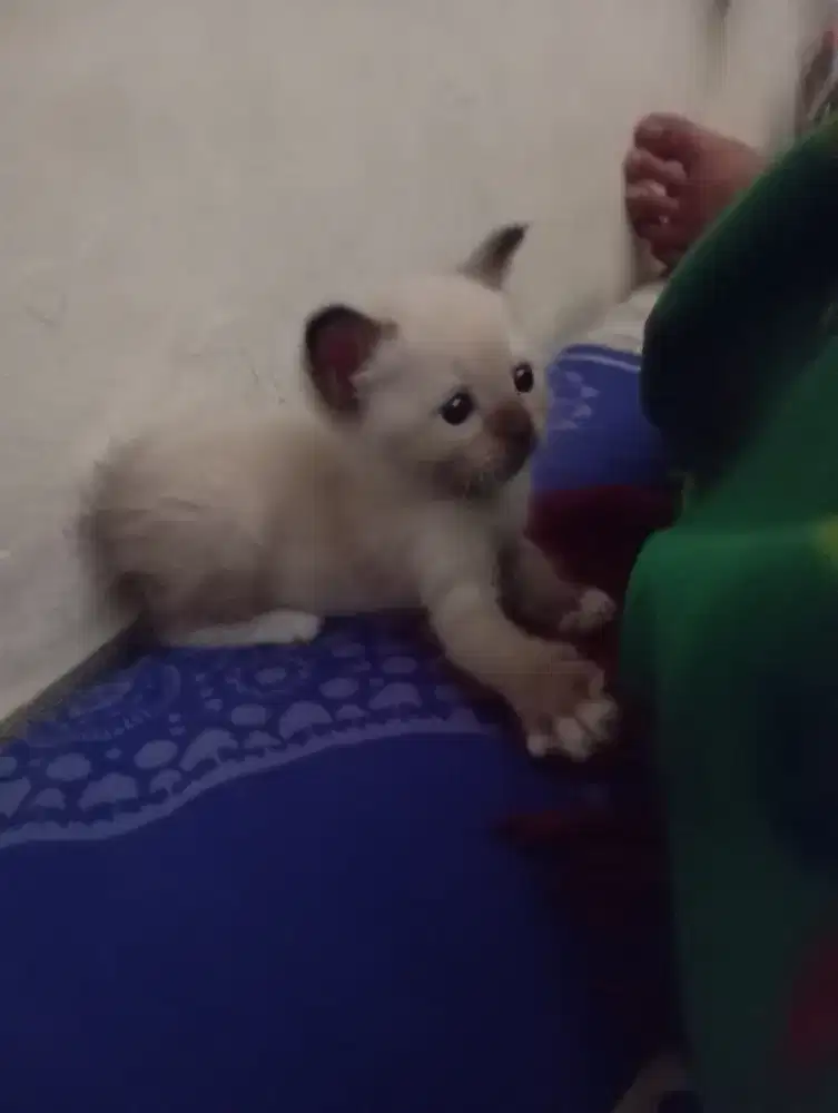 Kitten BSH X Scottish fold betina