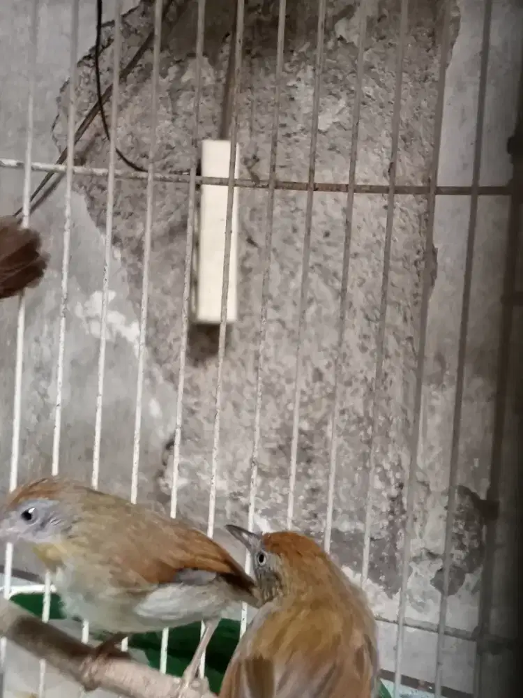 Burung kecil kuning