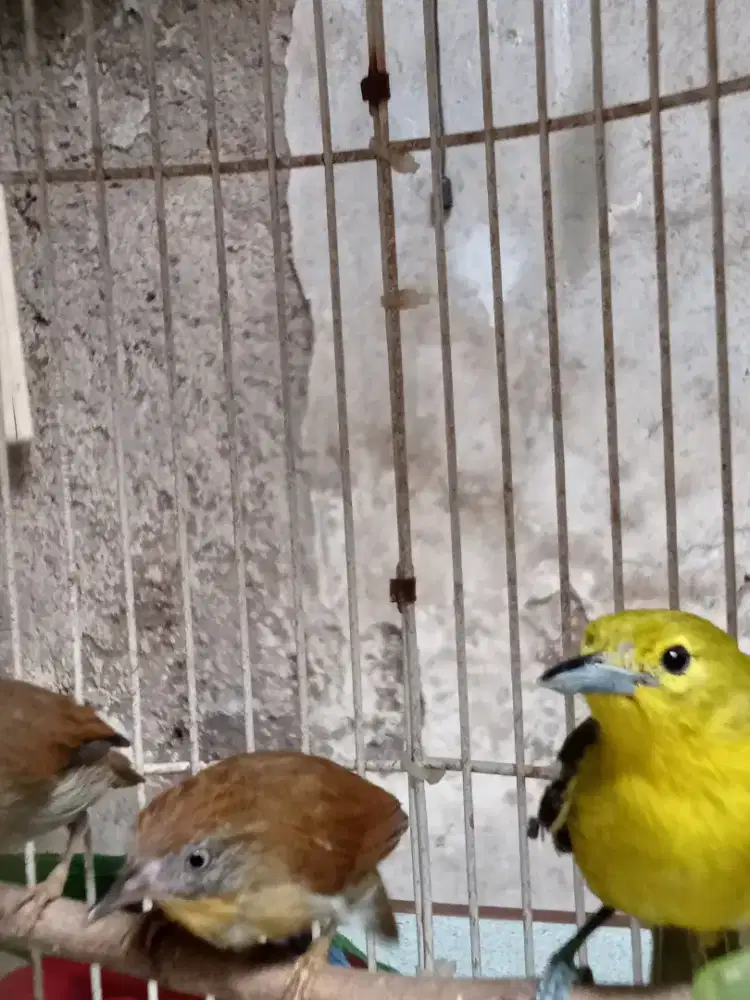 Burung sirtu/cipow