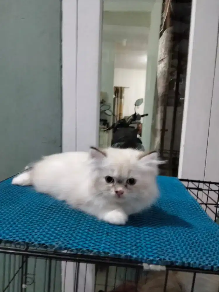 Kitten Ragdoll Pure