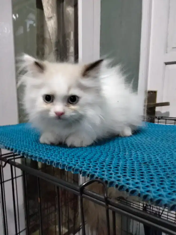 Kitten Ragdoll Pure