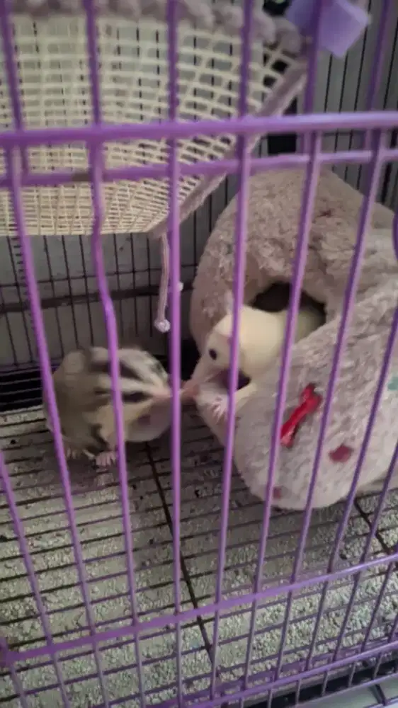 Jaul sugar glider 4 ekor