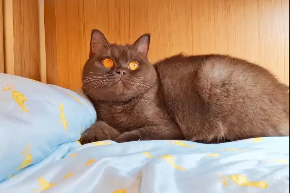 KUCING BRITISH SHORT HAIR