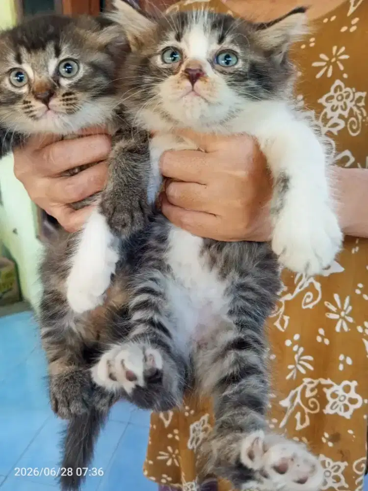 Kucung persia hitam betina