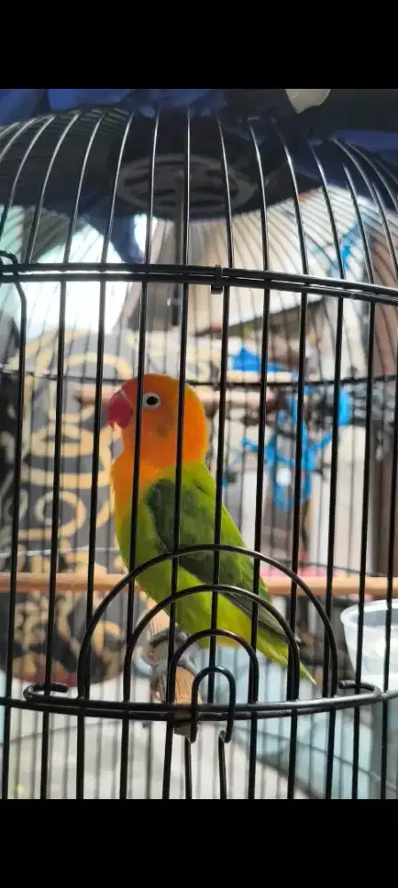 Love bird Biola green
