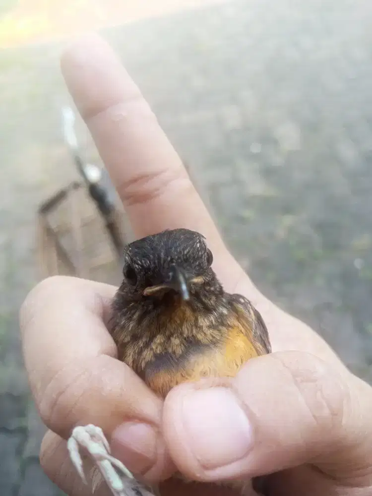 Burung Murai Trotol Fix Fix Fix Jantan