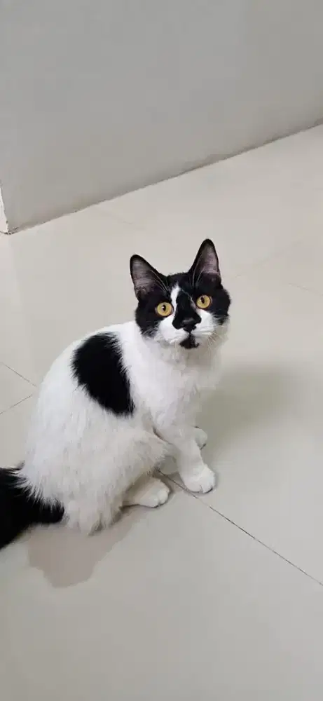 KUCING PERSIA BETINA